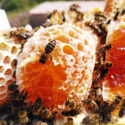 heather comb honey BEST RAW AND COMB HONEY - 100% NATURAL DELICACIES