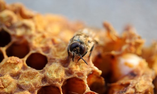 Wat is bijenwas?