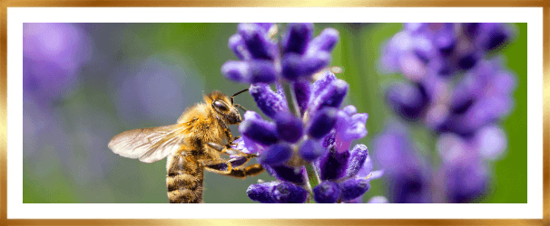 Beste bloemen voor bijen